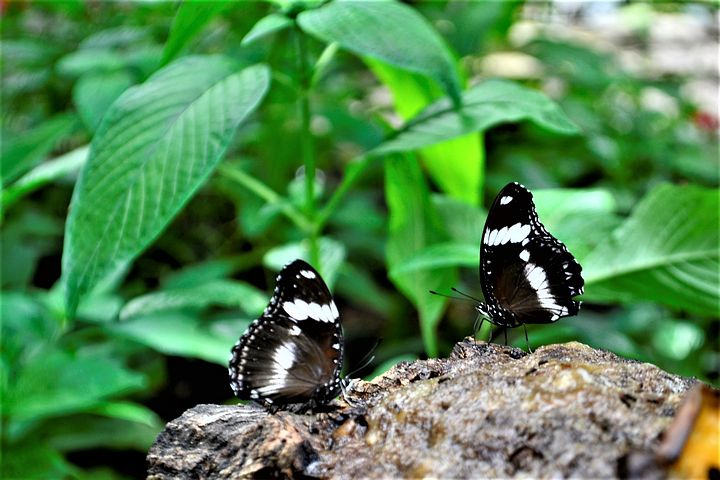 black-and-white-butterflies-2782241__480.jpg